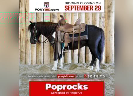 More ponies/small horses, Gelding, 5 years, 8 hh, Pinto