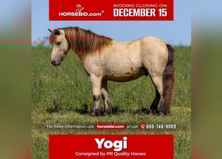 More ponies/small horses, Gelding, 5 years, 9.2 hh, Buckskin