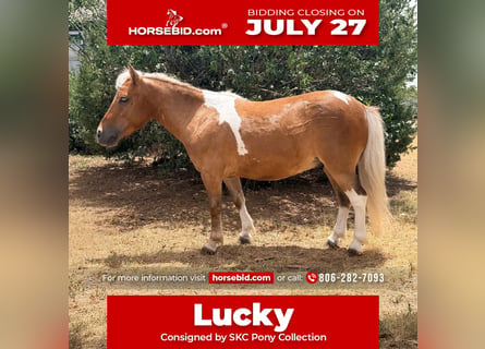 More ponies/small horses, Gelding, 5 years, 9 hh, Pinto
