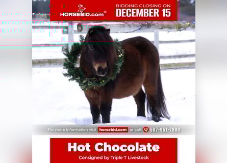 More ponies/small horses, Gelding, 5 years, 9,1 hh, Bay