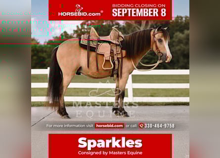 More ponies/small horses, Gelding, 5 years, 9,1 hh, Buckskin