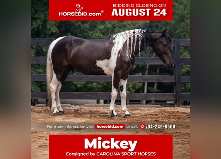 More ponies/small horses, Gelding, 5 years, Pinto