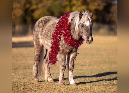 More ponies/small horses, Gelding, 6 years, 10 hh