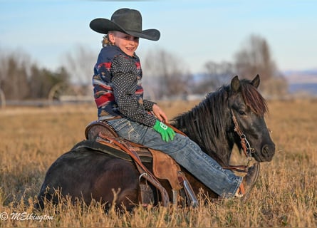 More ponies/small horses, Gelding, 6 years, 11,1 hh, Black