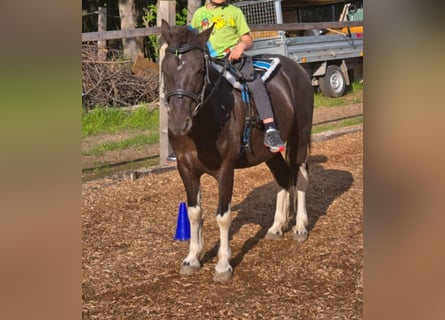 More ponies/small horses, Gelding, 6 years, 11,2 hh, Pinto