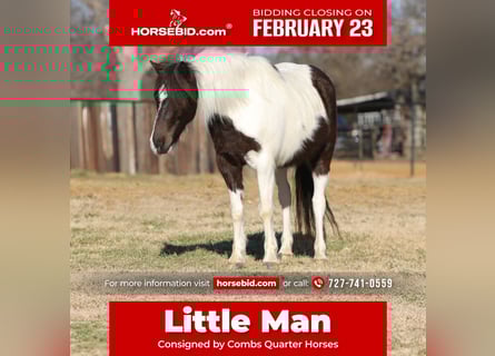 More ponies/small horses, Gelding, 6 years, 12 hh, Pinto