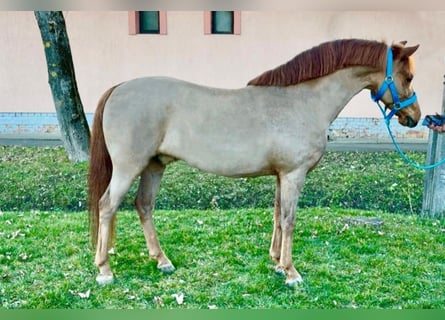 More ponies/small horses, Gelding, 6 years, 12,1 hh, Chestnut-Red