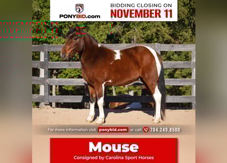 More ponies/small horses, Gelding, 6 years, 12,2 hh, Pinto