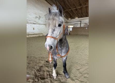 More ponies/small horses Mix, Gelding, 6 years, 13,3 hh, Gray-Dapple