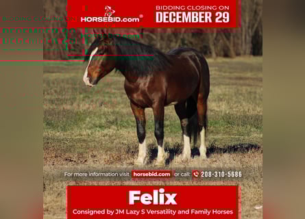 More ponies/small horses, Gelding, 6 years, 14 hh, Pinto