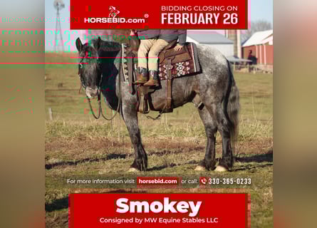 More ponies/small horses Mix, Gelding, 6 years, 14 hh, Roan-Blue