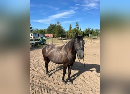 More ponies/small horses, Gelding, 6 years, 14,1 hh, Grey