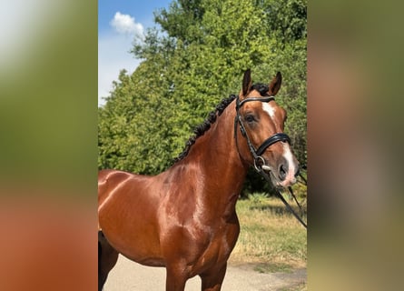 More ponies/small horses, Gelding, 6 years, 14,2 hh, Brown