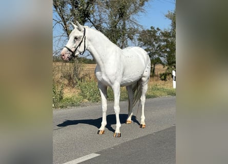 More ponies/small horses, Gelding, 6 years, 14,2 hh, Grey