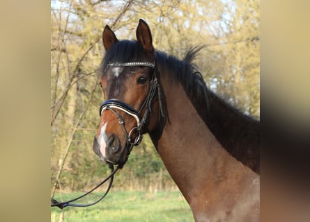 More ponies/small horses, Gelding, 6 years, 15.2 hh, Smoky-Black
