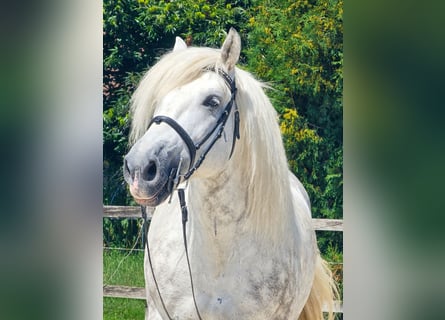 More ponies/small horses, Gelding, 6 years, 15,1 hh, Grey