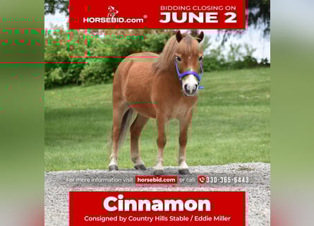 More ponies/small horses, Gelding, 6 years, 8,1 hh