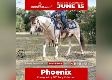More ponies/small horses, Gelding, 6 years, Pinto