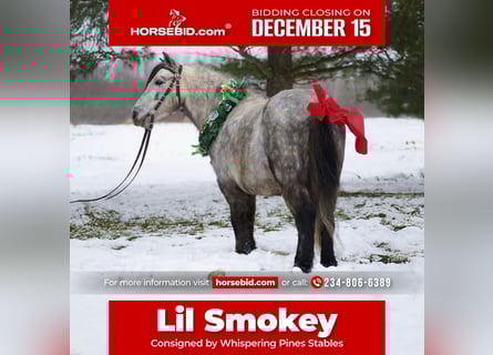 More ponies/small horses, Gelding, 7 years, 11 hh, Grey