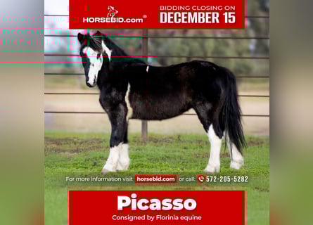 More ponies/small horses, Gelding, 7 years, 11 hh, Pinto