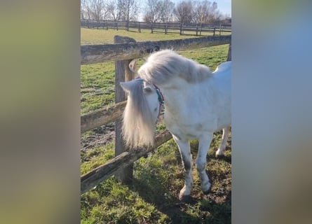 More ponies/small horses, Gelding, 7 years, 11,2 hh, Grey