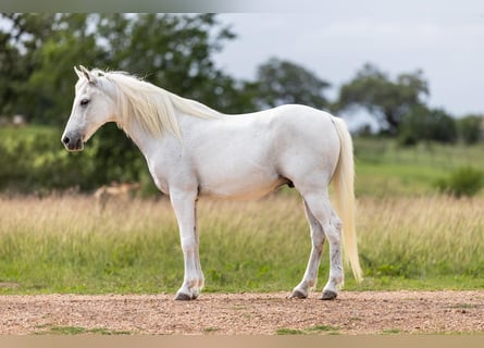 More ponies/small horses, Gelding, 7 years, 12.2 hh, Grey