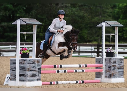 More ponies/small horses, Gelding, 7 years, 12 hh, Pinto