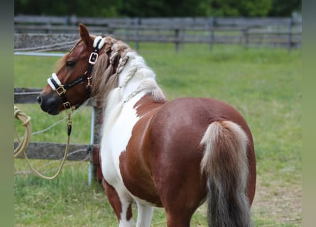 More ponies/small horses, Gelding, 7 years, 12,1 hh, Pinto