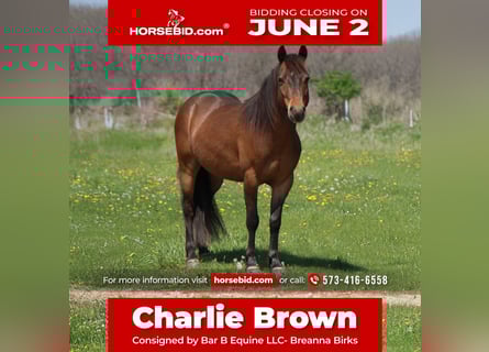 More ponies/small horses, Gelding, 7 years, 12,2 hh, Bay