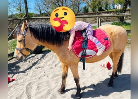 More ponies/small horses, Gelding, 7 years, 12,2 hh, Dun