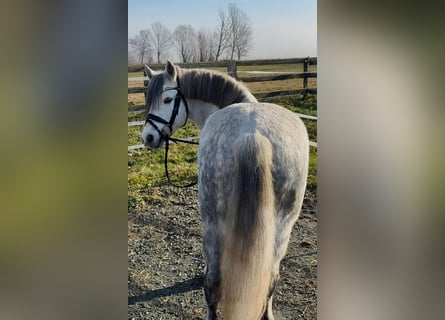 More ponies/small horses, Gelding, 7 years, 12,2 hh, Grey