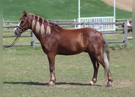 More ponies/small horses, Gelding, 7 years, 13,2 hh, Chestnut-Red
