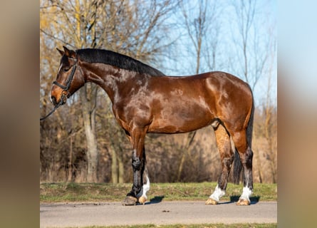 More ponies/small horses, Gelding, 7 years, 14.2 hh, Brown