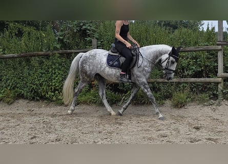 More ponies/small horses, Gelding, 7 years, 14.2 hh, Grey-Dapple