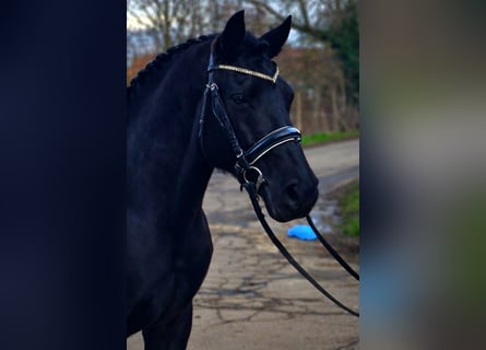 More ponies/small horses, Gelding, 7 years, 14,1 hh, Black