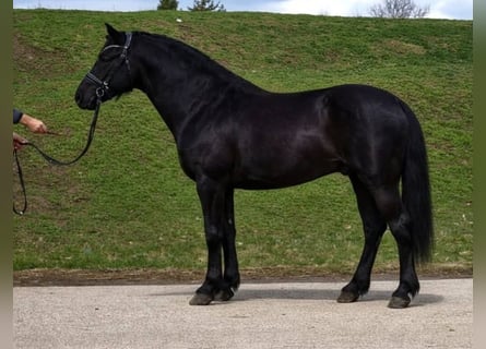 More ponies/small horses, Gelding, 7 years, 14,1 hh, Black
