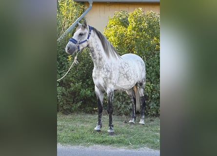 More ponies/small horses, Gelding, 7 years, 14,2 hh, Grey