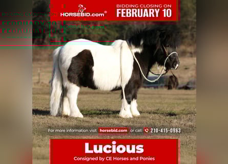More ponies/small horses, Gelding, 7 years, 8,1 hh