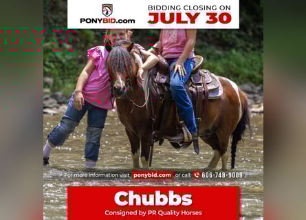 More ponies/small horses, Gelding, 7 years, 9 hh
