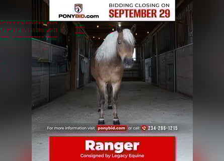 More ponies/small horses, Gelding, 7 years, 9,2 hh, Buckskin