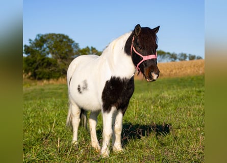 More ponies/small horses, Gelding, 7 years, 9,2 hh, Pinto