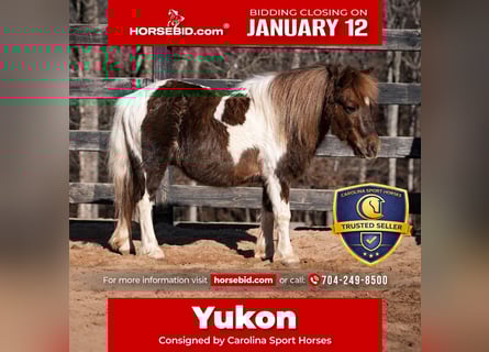 More ponies/small horses, Gelding, 8 years, 10 hh