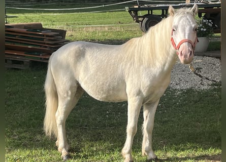 More ponies/small horses, Gelding, 8 years, 11.2 hh, Grey