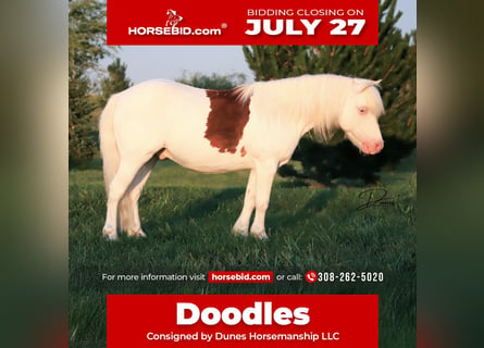 More ponies/small horses, Gelding, 8 years, 11 hh, Pinto