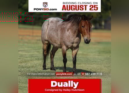More ponies/small horses, Gelding, 8 years, 11 hh, Roan-Bay