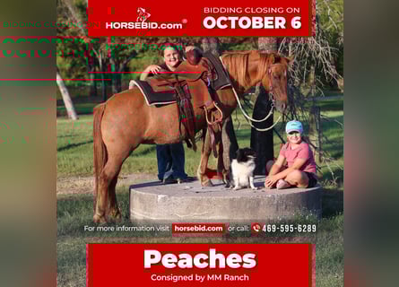 More ponies/small horses, Gelding, 8 years, 11,3 hh, Red Dun