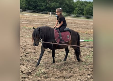 More ponies/small horses, Gelding, 8 years, 12.1 hh, Bay-Dark