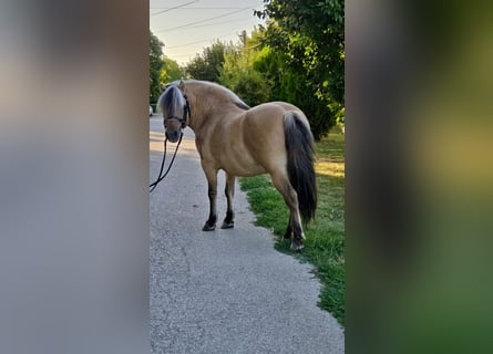 More ponies/small horses, Gelding, 8 years, 12,1 hh, Dun
