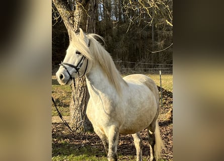 More ponies/small horses, Gelding, 8 years, 13.1 hh, Grey