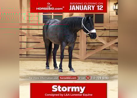 More ponies/small horses, Gelding, 8 years, 13,1 hh